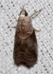 Acrobasis palliolella