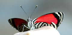 Diaethria clymena