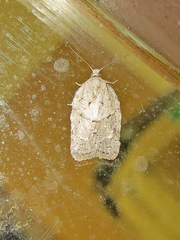 Acleris
