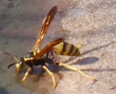 Mischocyttarus flavitarsis