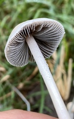 Panaeolus