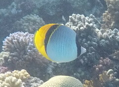 Chaetodon lineolatus