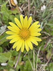 Arctotheca prostrata