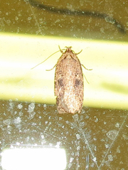 Agonopterix
