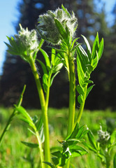 Polemonium occidentale occidentale