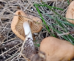 Conocybe tenera