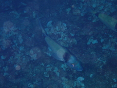 Diplodus vulgaris