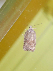 Acleris