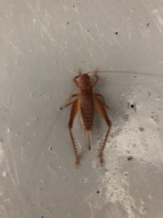 Hapithus brevipennis