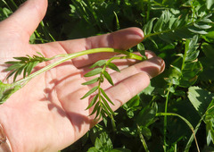 Polemonium occidentale occidentale