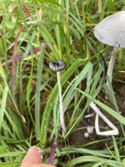 Coprinopsis
