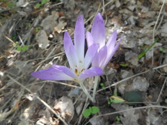 Colchicum lusitanum