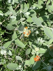 Buddleja marrubiifolia