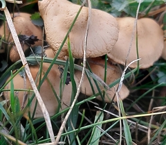 Conocybe tenera