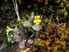 Erythranthe alsinoides
