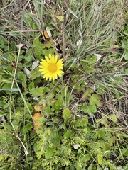 Arctotheca prostrata