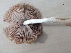 Coprinopsis melanthina
