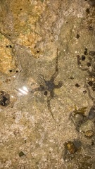 Ophiocoma scolopendrina