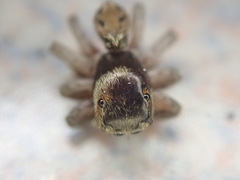 Hasarius adansoni