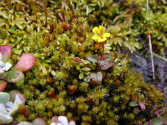 Erythranthe alsinoides