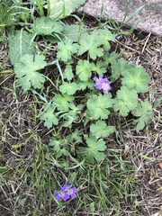 Geranium pyrenaicum
