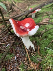 Russula emetica