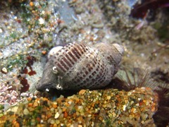 Acanthinucella