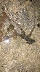 Ophiocoma scolopendrina
