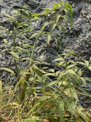 Cicuta douglasii