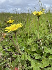 Arctotheca prostrata