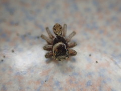 Hasarius adansoni
