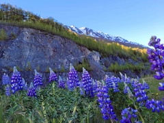 Lupinus nootkatensis