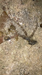 Ophiocoma scolopendrina