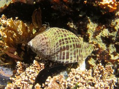 Acanthinucella