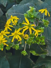 Silphium perfoliatum