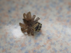 Hasarius adansoni