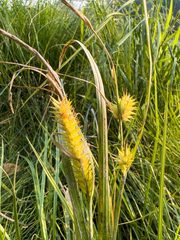 Carex vesicaria