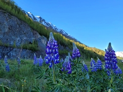 Lupinus nootkatensis