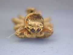 Hasarius adansoni
