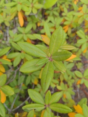 Rhododendron columbianum
