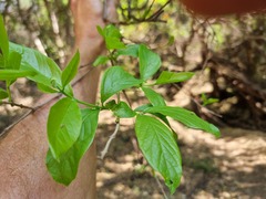 Combretum erythrophyllum