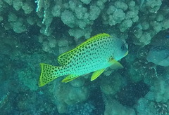 Plectorhinchus gaterinus