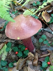 Baorangia