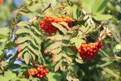 Sorbus aucuparia
