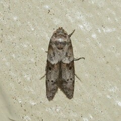 Blastobasis glandulella