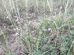 Asperula cynanchica