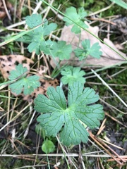 Geranium pyrenaicum