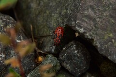 Spilostethus saxatilis