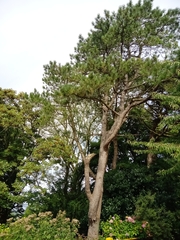 Pinus nigra