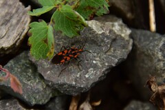 Spilostethus saxatilis